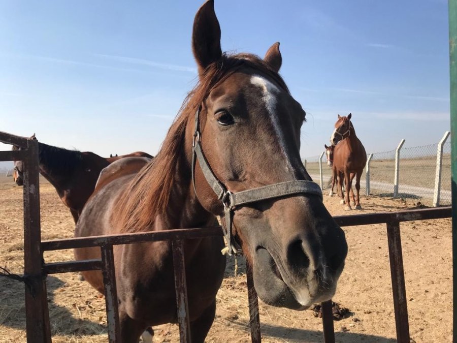 Soğuk Havalarda Milyonluk Atlara Böyle Bakıyorlar