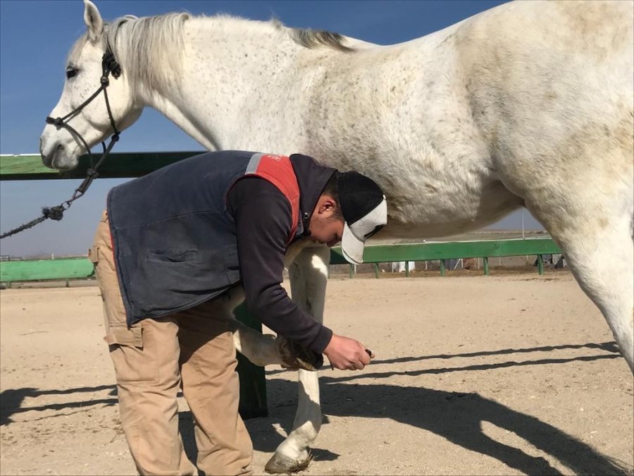 Soğuk Havalarda Milyonluk Atlara Böyle Bakıyorlar