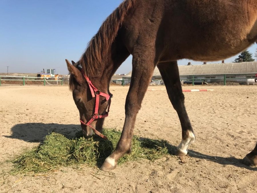 Soğuk Havalarda Milyonluk Atlara Böyle Bakıyorlar