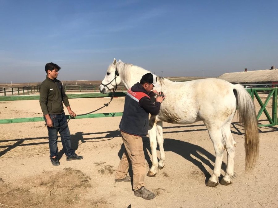 Soğuk Havalarda Milyonluk Atlara Böyle Bakıyorlar