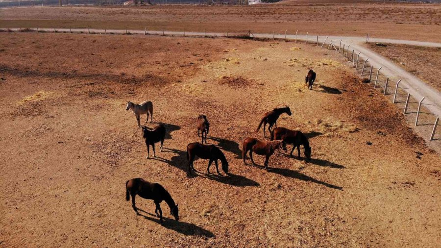 Soğuk Havalarda Milyonluk Atlara Böyle Bakıyorlar