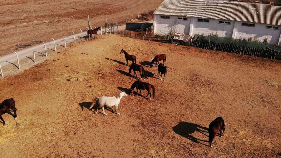 Soğuk Havalarda Milyonluk Atlara Böyle Bakıyorlar