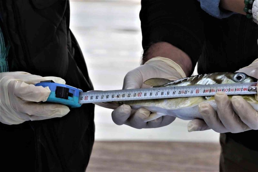 Balıkçılar, Korkulu Rüyası Haline Gelen Balon Balığını Yakalamak İçin Yarıştı