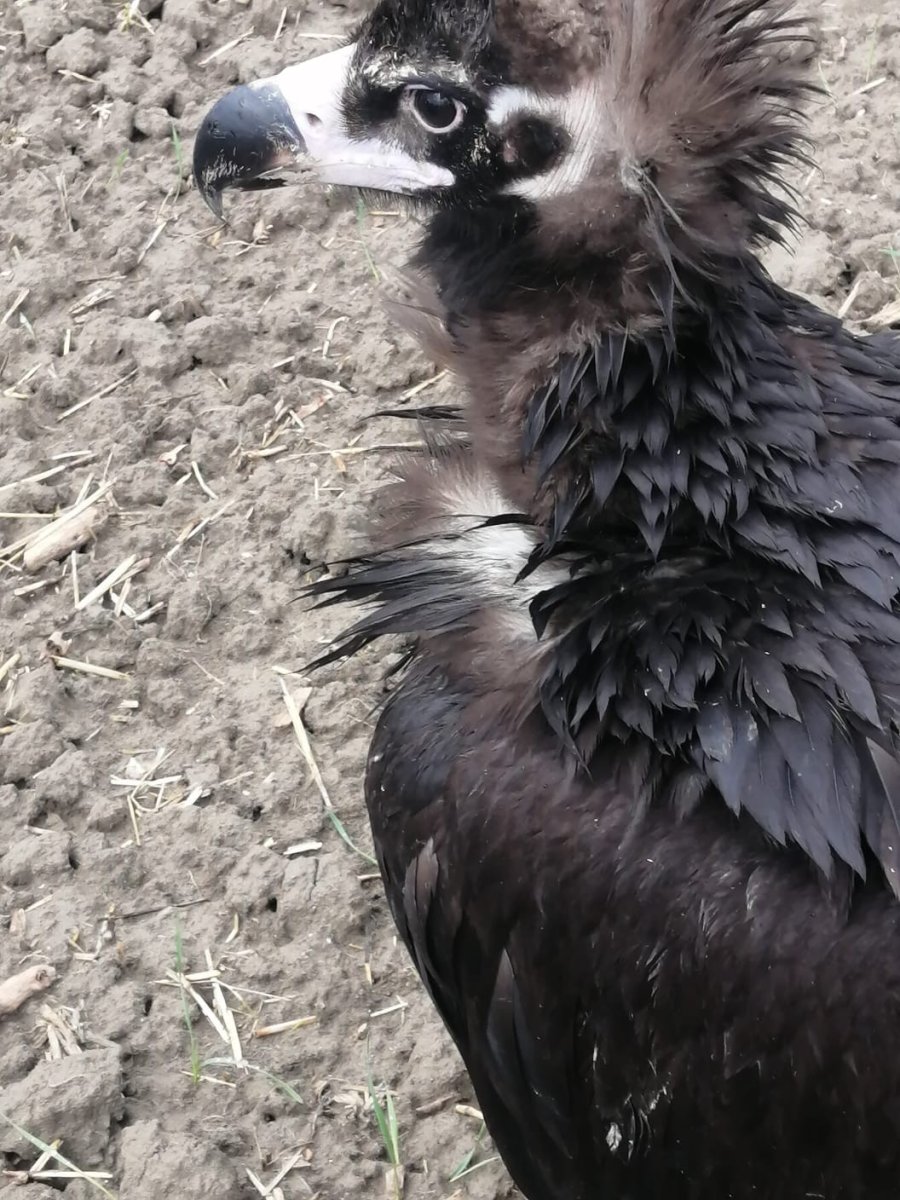 Avrupa’dan Türkiye’ye Göç Eden Kara Akbaba Gps Sayesinde Antalya’da Yakalandı