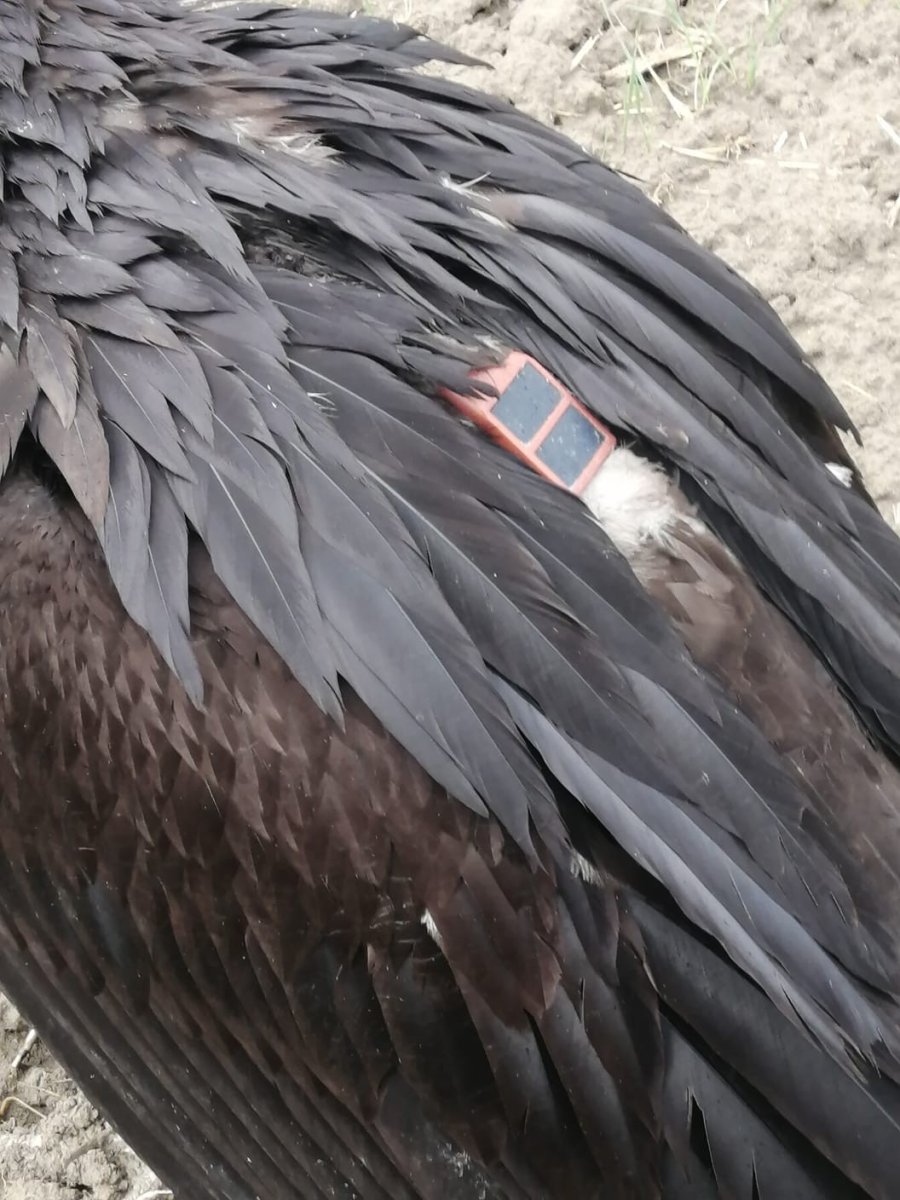 Avrupa’dan Türkiye’ye Göç Eden Kara Akbaba Gps Sayesinde Antalya’da Yakalandı