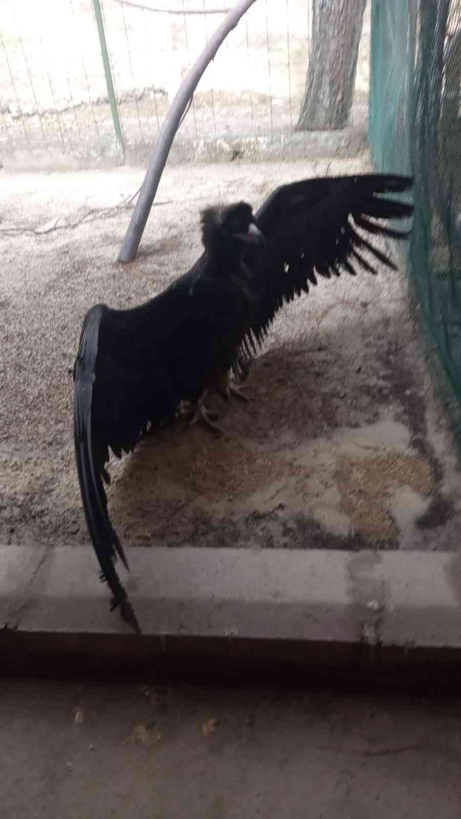 Avrupa’dan Türkiye’ye Göç Eden Kara Akbaba Gps Sayesinde Antalya’da Yakalandı