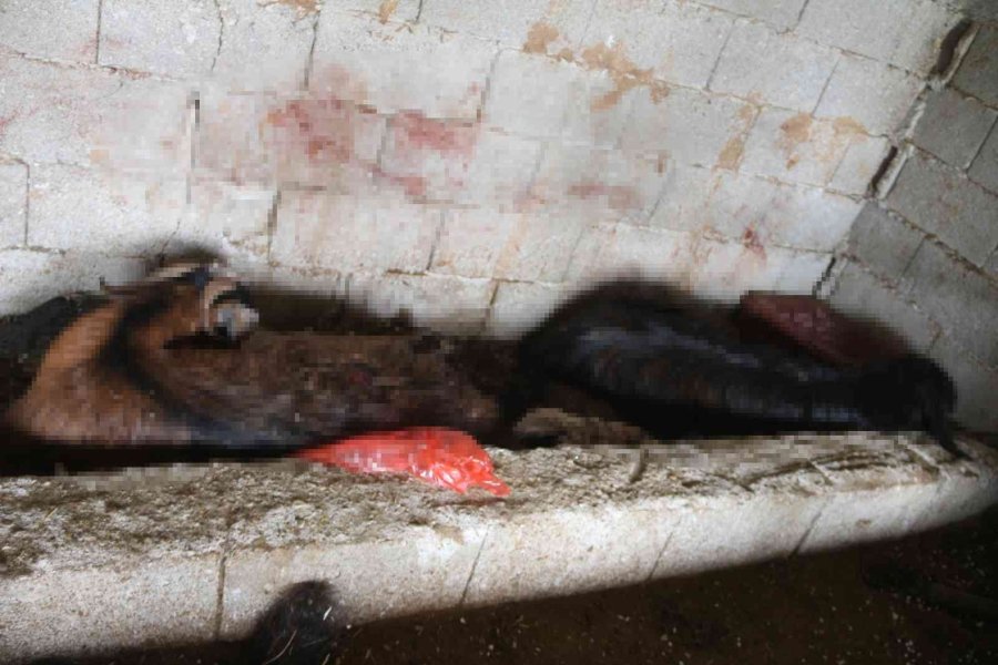 Mersin’de Başıboş Köpek Dehşeti: Ağıldaki Keçileri Telef Ettiler