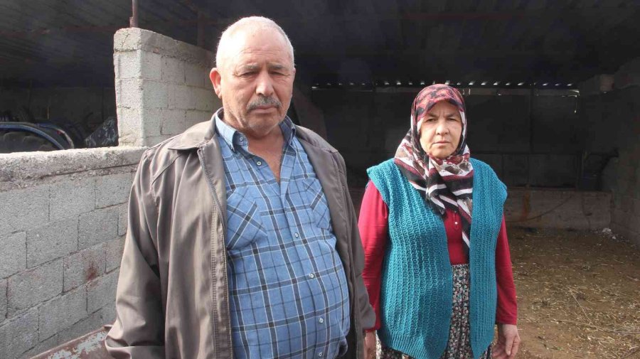 Mersin’de Başıboş Köpek Dehşeti: Ağıldaki Keçileri Telef Ettiler