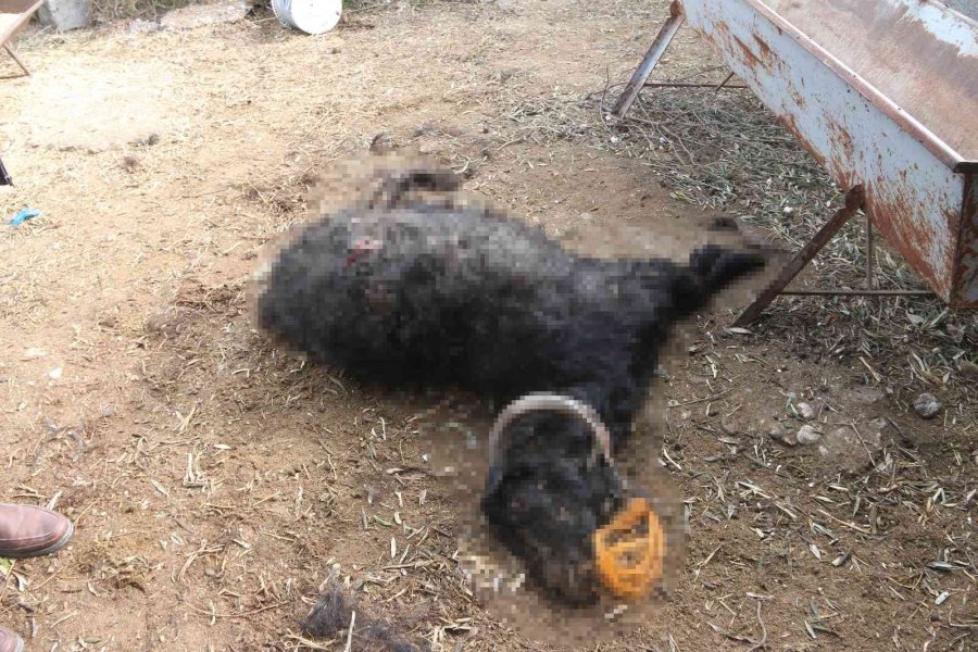 Mersin’de Başıboş Köpek Dehşeti: Ağıldaki Keçileri Telef Ettiler