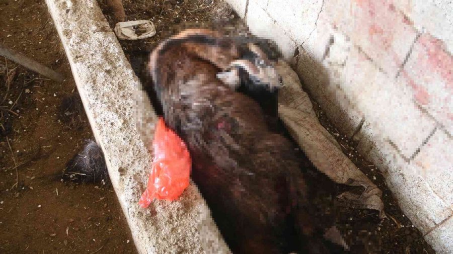 Mersin’de Başıboş Köpek Dehşeti: Ağıldaki Keçileri Telef Ettiler
