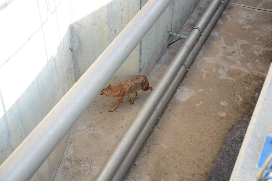 Çukura Düşen Çakal Belediye Ekiplerince Çıkarıldı