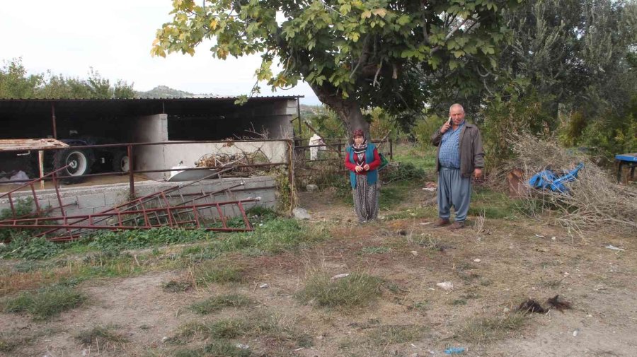 Mersin’de Başıboş Köpek Dehşeti: Ağıldaki Keçileri Telef Ettiler