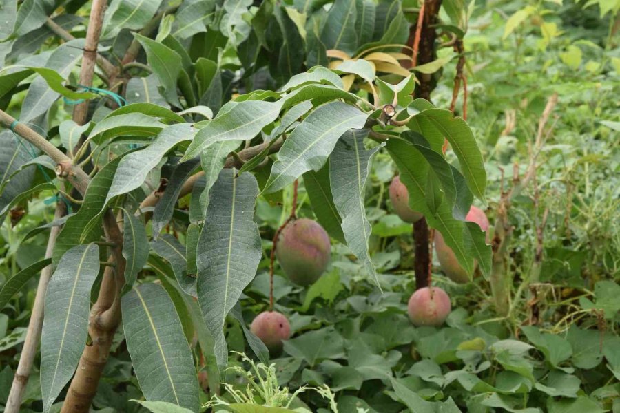 Bir Ağacından 190 Bin Tl Gelir Sağlanan Mango Üreticinin Yeni Gözdesi