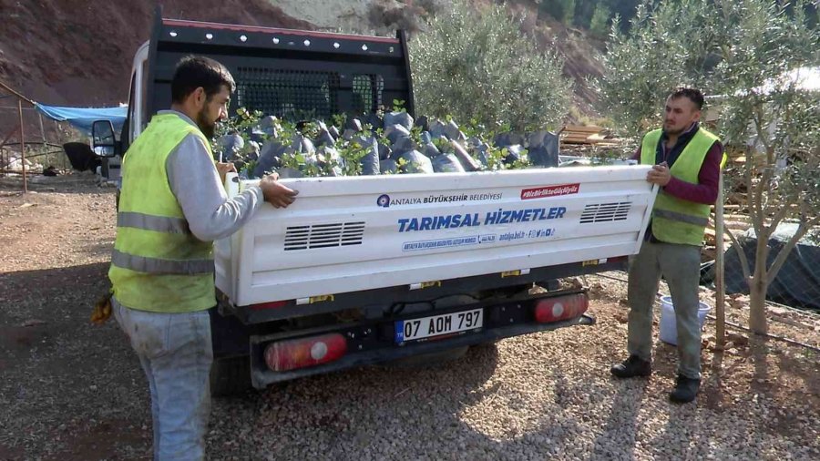 Büyükşehir’den Çiftçiye Keçiboynuzu Desteği