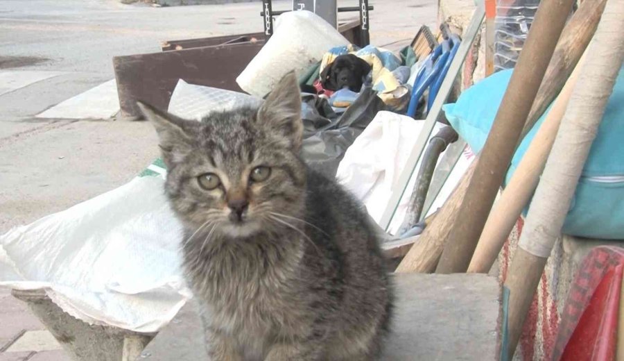 Yavru Kediyi Evladı Gibi Koruyor