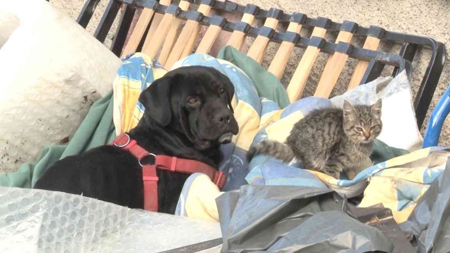 Yavru Kediyi Evladı Gibi Koruyor