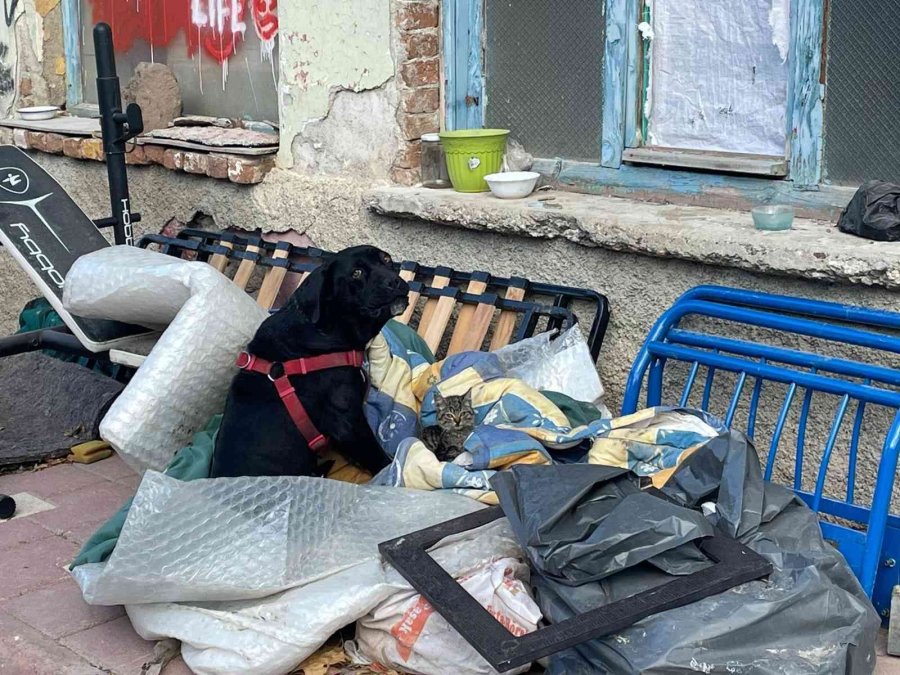 Yavru Kediyi Evladı Gibi Koruyor