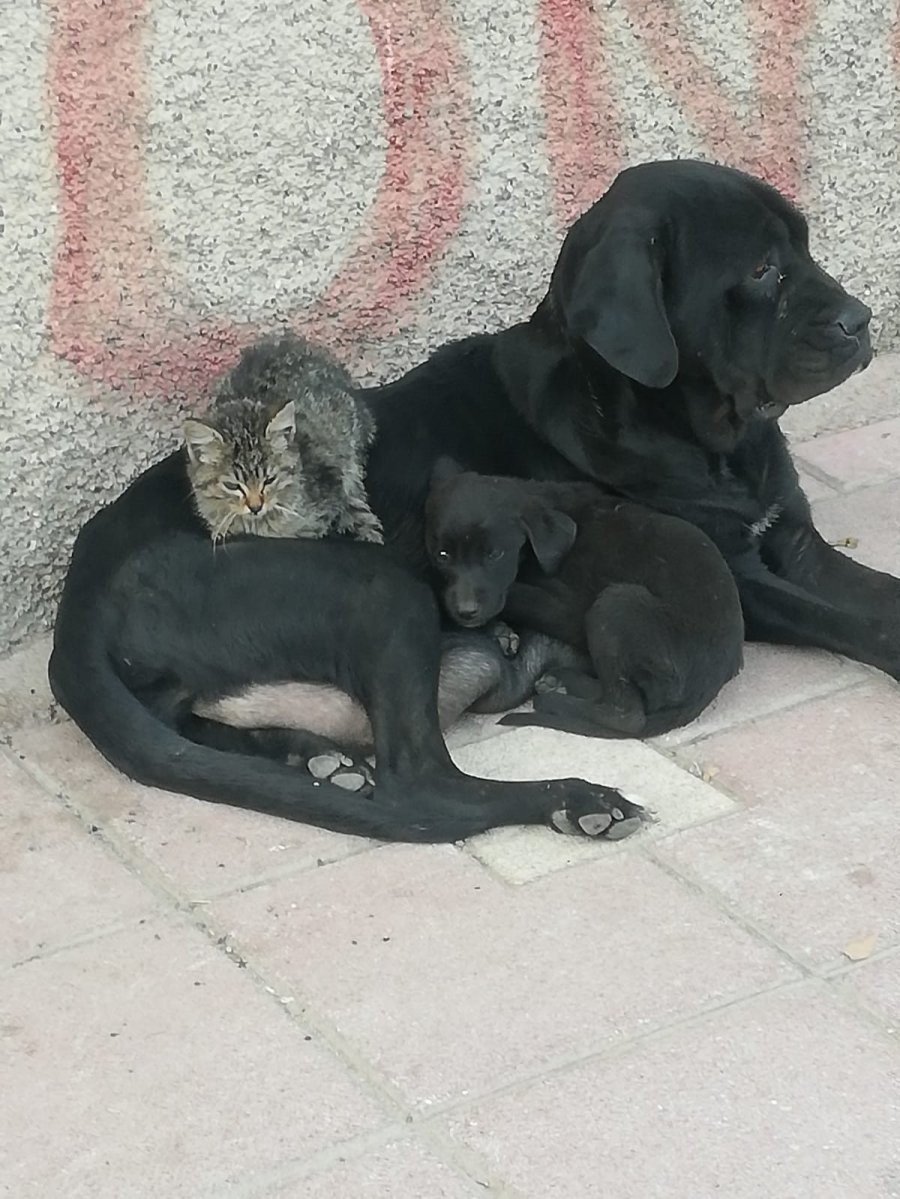 Yavru Kediyi Evladı Gibi Koruyor