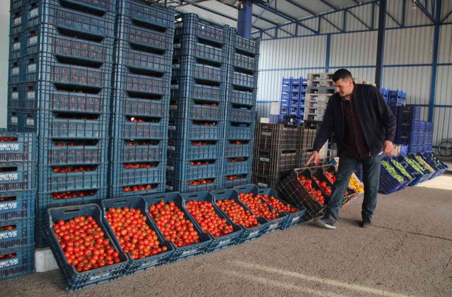 Örtü Altı Üretim Üssü Antalya’da, 2022-2023 Hal Sezonu Açıldı