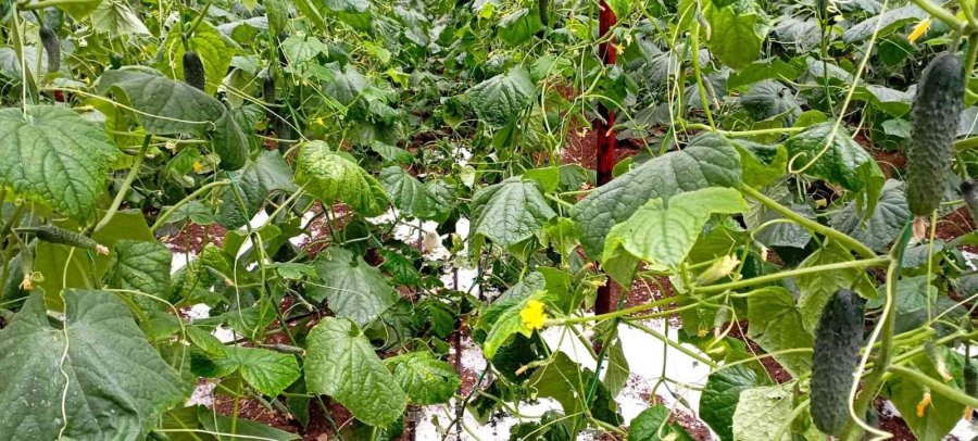 Antalya’da Dolu, Portakal Bahçelerine Ve Seralara Zarar Verdi