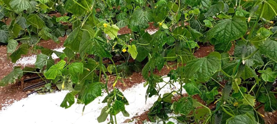 Antalya’da Dolu, Portakal Bahçelerine Ve Seralara Zarar Verdi