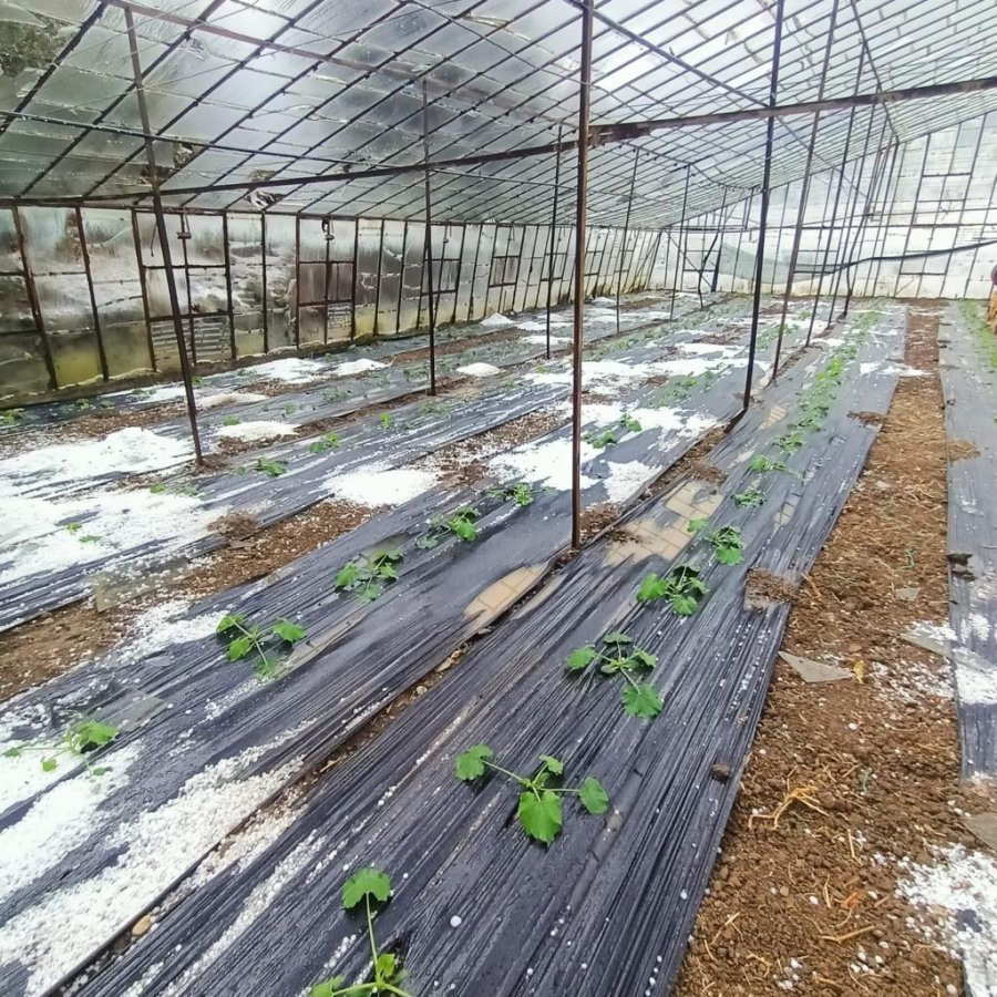 Antalya’da Dolu, Portakal Bahçelerine Ve Seralara Zarar Verdi