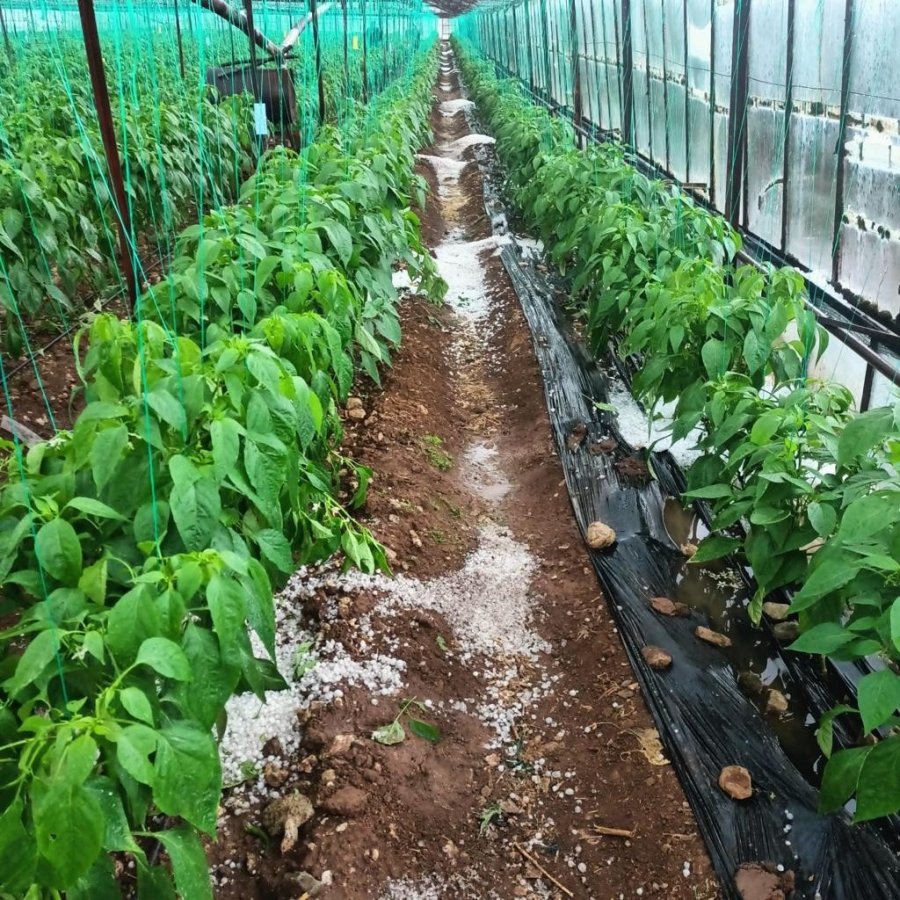 Antalya’da Dolu, Portakal Bahçelerine Ve Seralara Zarar Verdi