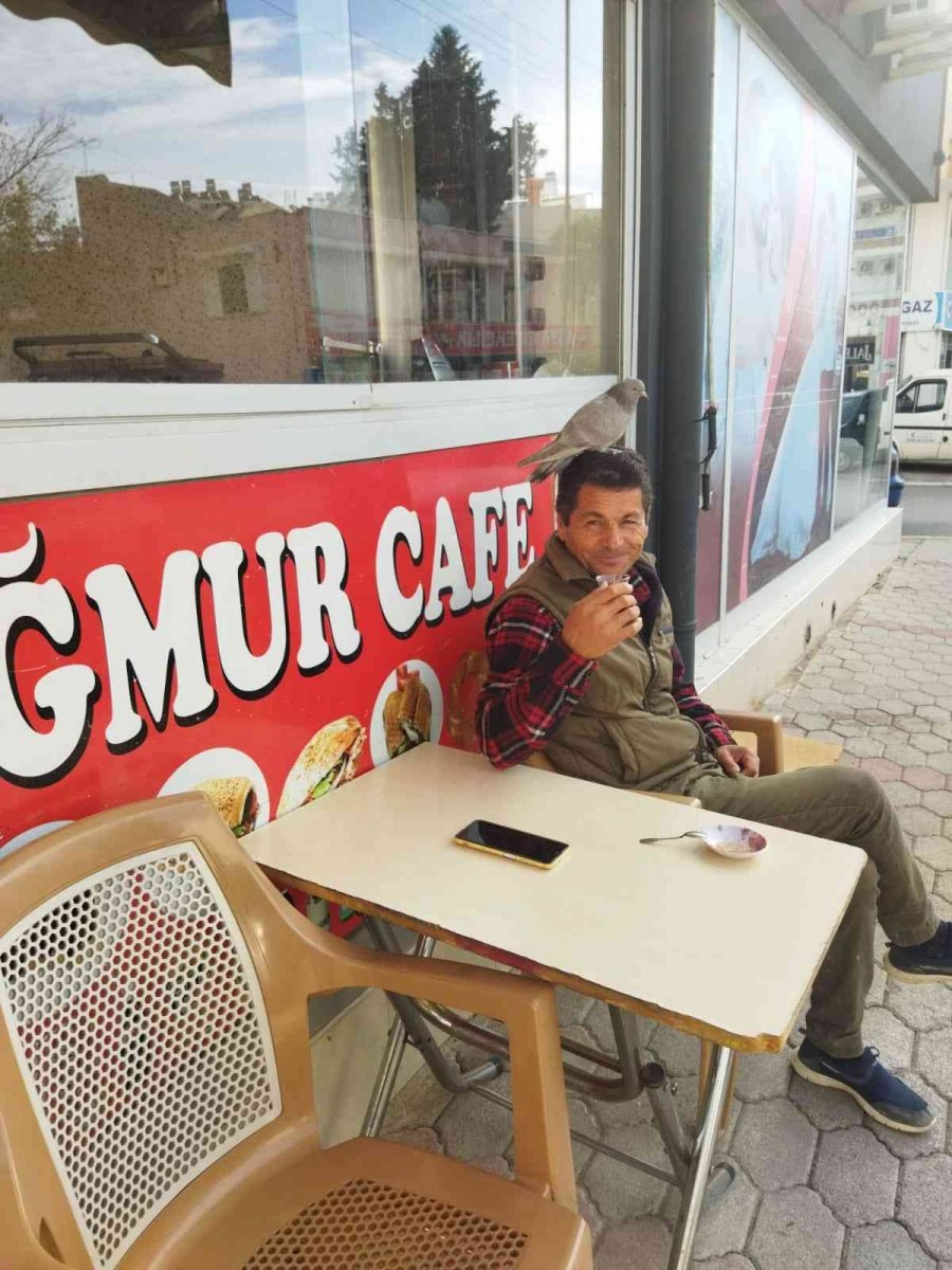 Çay İçerken Başına Konan Kumruyla Şaşkına Döndü