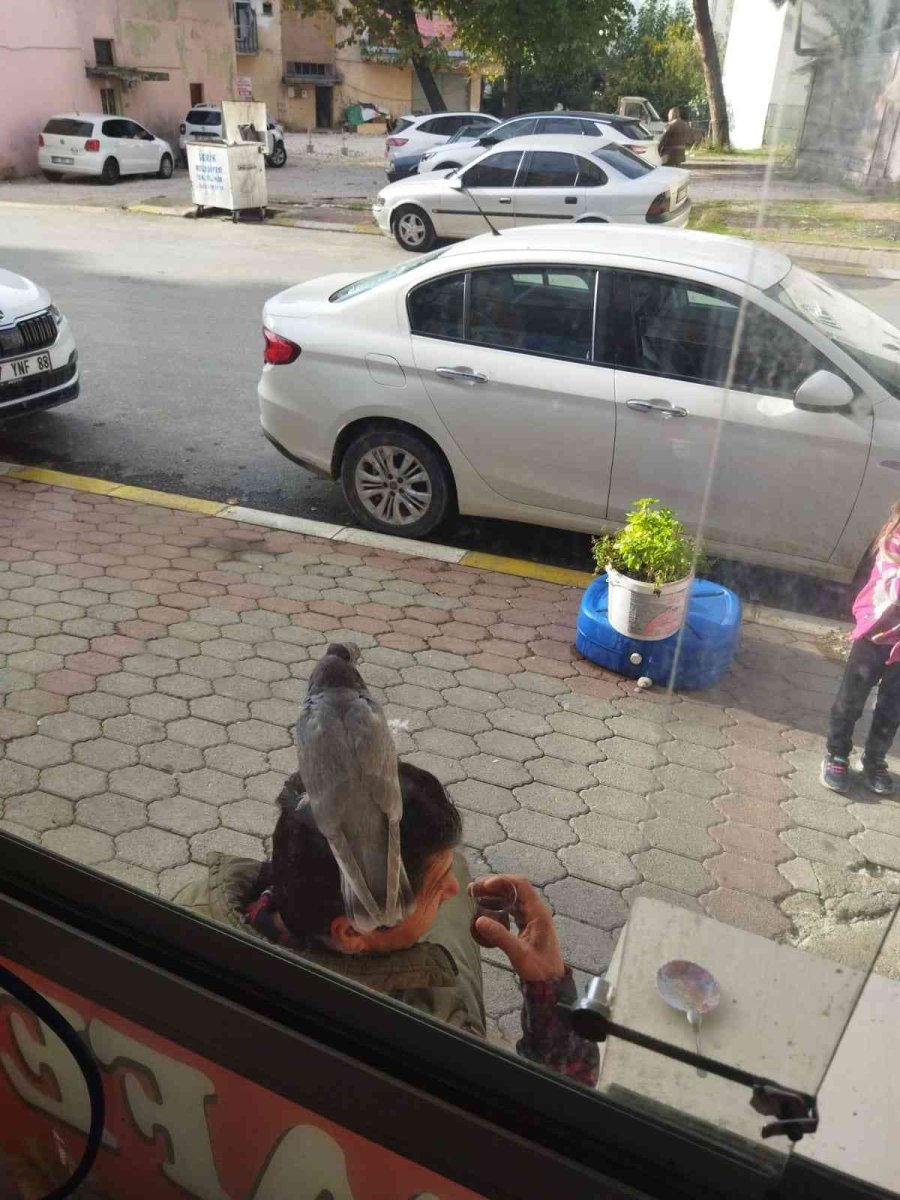 Çay İçerken Başına Konan Kumruyla Şaşkına Döndü