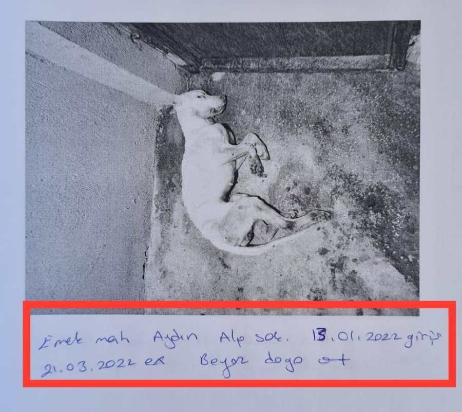 Skandal Görüntülere İlginç Savunma