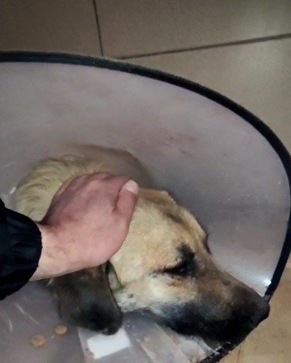 Bacağı Kırılan Köpeğin Yardımına Hayvan Severler Koştu