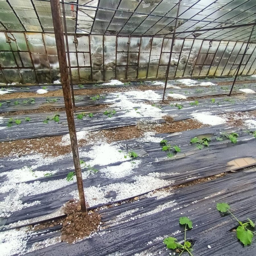 Antalya’da Dolu, Portakal Bahçelerine Ve Seralara Zarar Verdi
