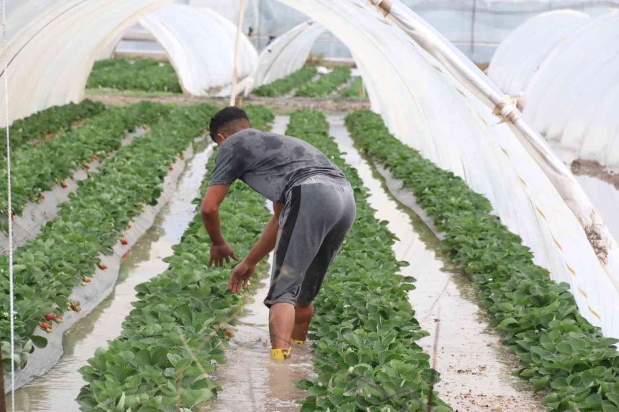 Antalya’da 1 Saat Etkili Olan Sağanak Yağışta Çilek Seraları Sular İçinde Kaldı