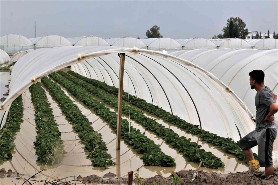 Antalya’da 1 Saat Etkili Olan Sağanak Yağışta Çilek Seraları Sular İçinde Kaldı