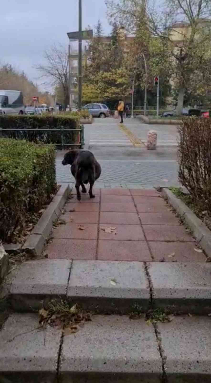 Hamile Sanılan Köpeğin Karnından Ödem Çıktı