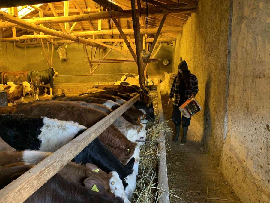Ailesi Evlenip Gitmesini Beklerken, O Babasının İşini Devralıp Sütçülüğe Başladı