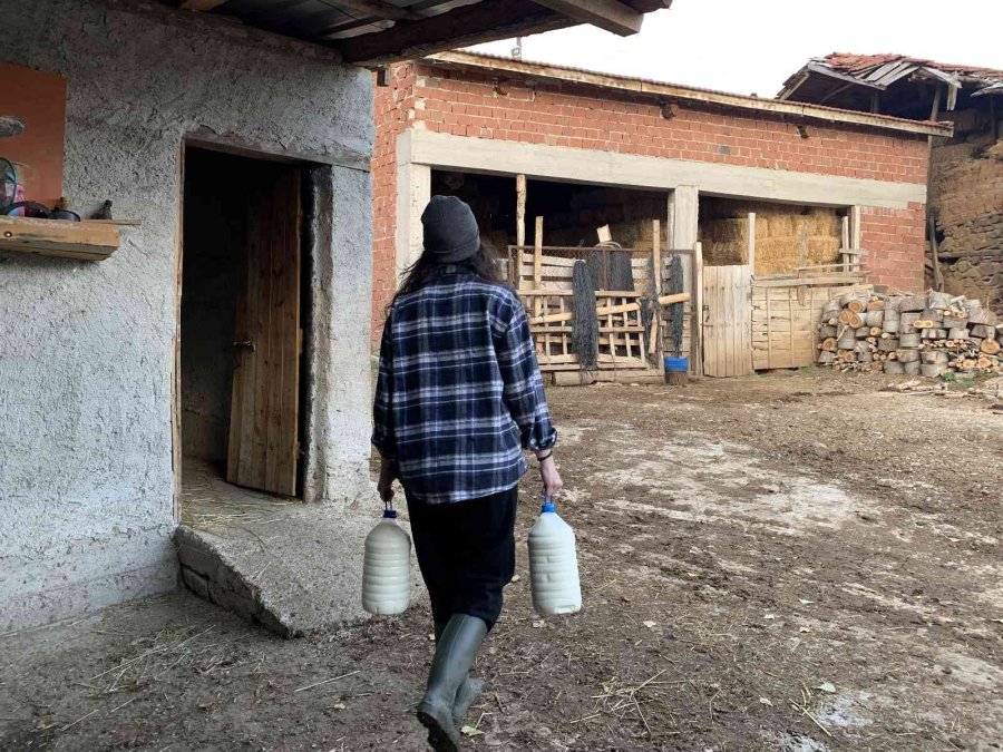 Ailesi Evlenip Gitmesini Beklerken, O Babasının İşini Devralıp Sütçülüğe Başladı