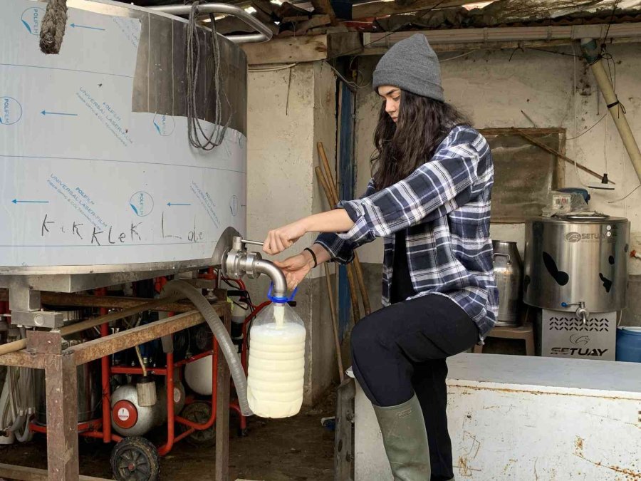 Ailesi Evlenip Gitmesini Beklerken, O Babasının İşini Devralıp Sütçülüğe Başladı