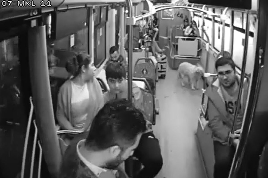 Yağmurdan Kaçarak Halk Otobüsüne Sığınan Köpek Yolcularla Seyahat Etti