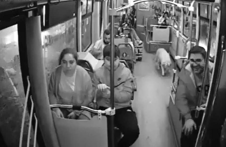 Yağmurdan Kaçarak Halk Otobüsüne Sığınan Köpek Yolcularla Seyahat Etti