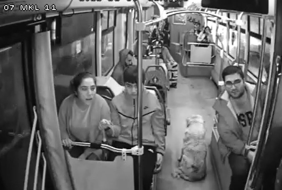 Yağmurdan Kaçarak Halk Otobüsüne Sığınan Köpek Yolcularla Seyahat Etti