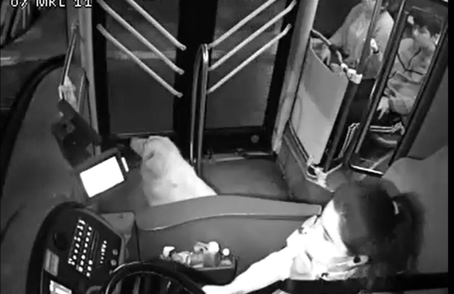 Yağmurdan Kaçarak Halk Otobüsüne Sığınan Köpek Yolcularla Seyahat Etti