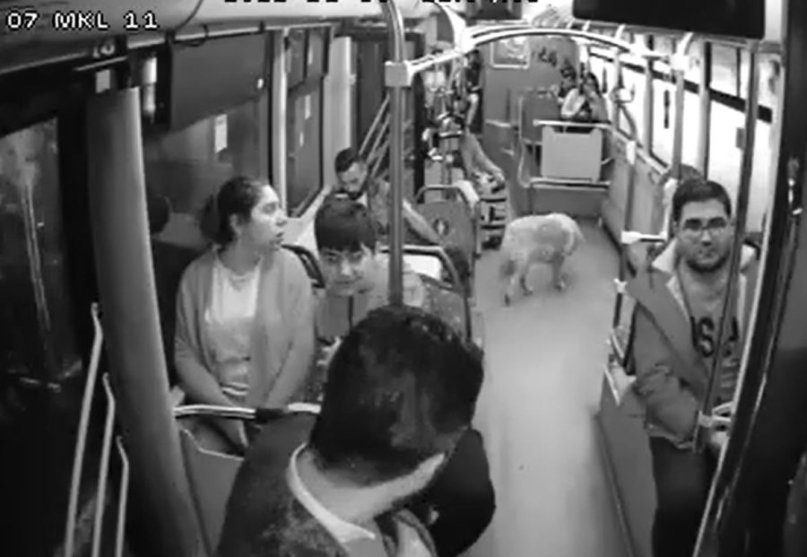 Yağmurdan Kaçarak Halk Otobüsüne Sığınan Köpek Yolcularla Seyahat Etti