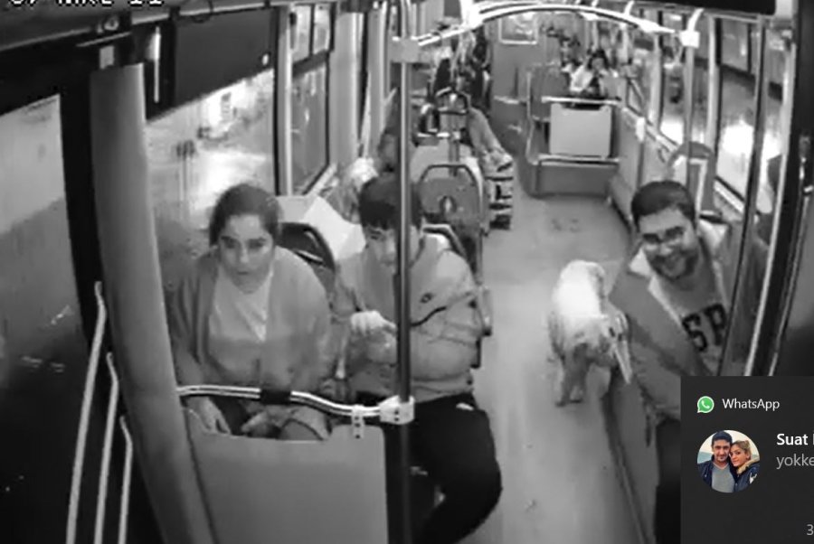 Yağmurdan Kaçarak Halk Otobüsüne Sığınan Köpek Yolcularla Seyahat Etti