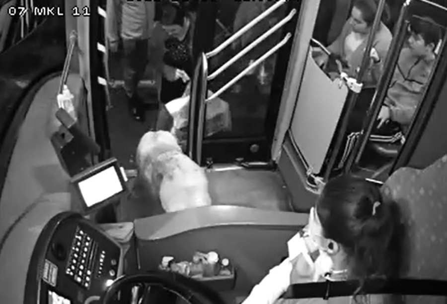 Yağmurdan Kaçarak Halk Otobüsüne Sığınan Köpek Yolcularla Seyahat Etti