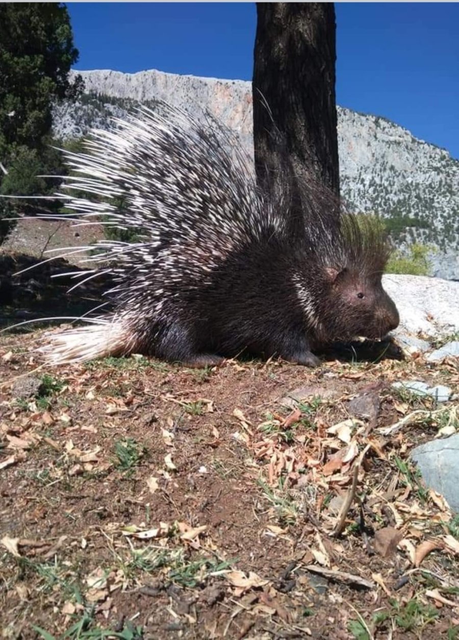 Aladağlar Milli Parkı’nda Oklu Kirpi Görüntülendi