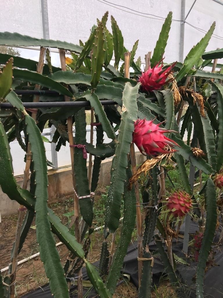 Sarıcakaya Tarım Çiftçileri Antalya’da