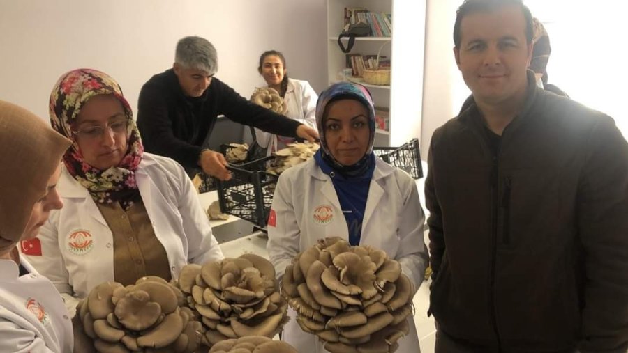 Kadınlar Tarafından Üretilen İstiridye Mantarının İlk Hasadı Yapıldı