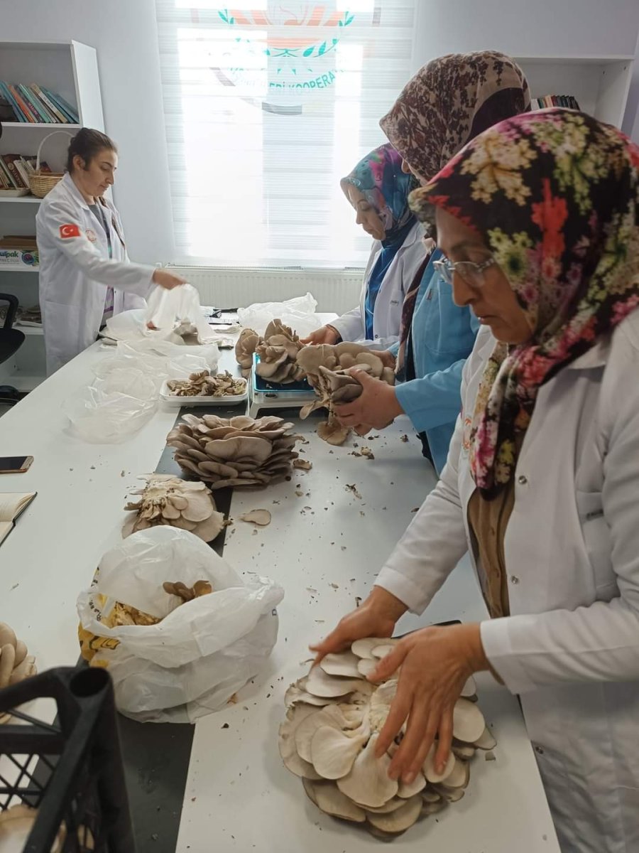 Kadınlar Tarafından Üretilen İstiridye Mantarının İlk Hasadı Yapıldı