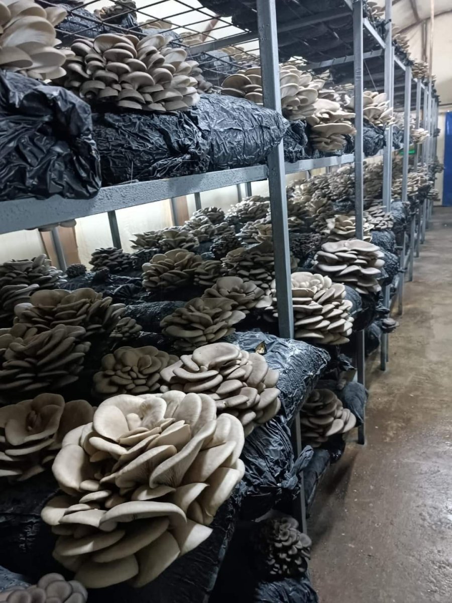 Kadınlar Tarafından Üretilen İstiridye Mantarının İlk Hasadı Yapıldı